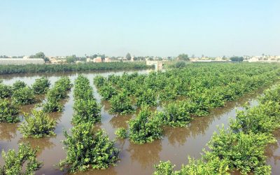 AYUDAS URGENTES PARA PALIAR LOS DAÑOS PRODUCIDOS EN LAS EXPLOTACIONES AGRARIAS OCASIONADOS POR LA DANA DE SEPTIEMBRE DE 2019.